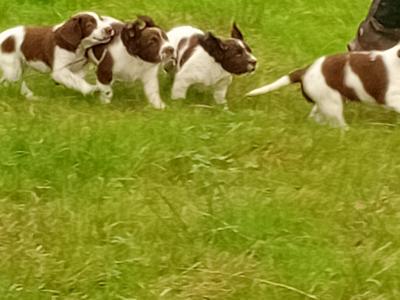 Springer Spaniel puppies in Leitrim