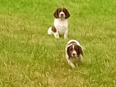 Springer Spaniel puppies in Leitrim