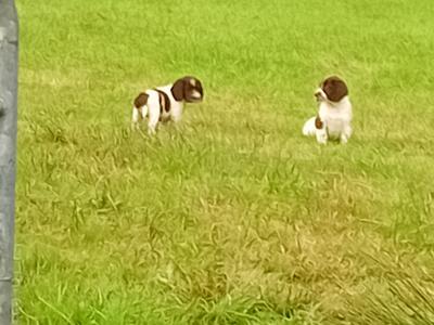 Springer Spaniel puppies in Leitrim