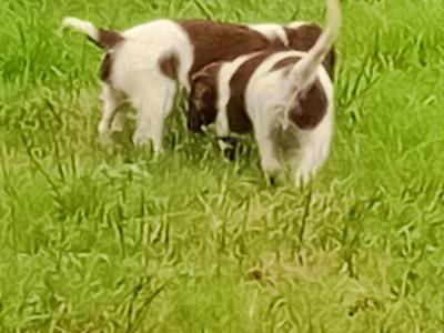 Springer Spaniel puppies in Leitrim