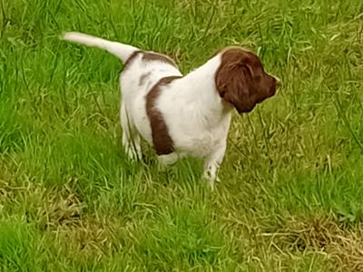 Springer Spaniel puppies in Leitrim