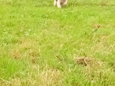 Springer Spaniel puppies in Leitrim