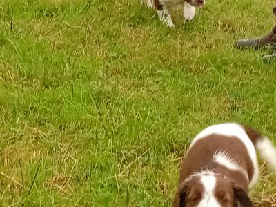 Springer Spaniel puppies in Leitrim