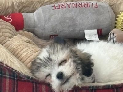 Female Maltese x Shih Tzu puppy in Tipperary
