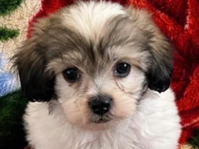 Female Maltese x Shih Tzu puppy in Tipperary