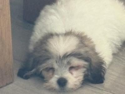 Female Maltese x Shih Tzu puppy in Tipperary