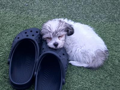 Female Maltese x Shih Tzu puppy in Tipperary