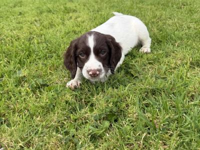 Liver and White purebred Springer Spaniel puppies in Galway