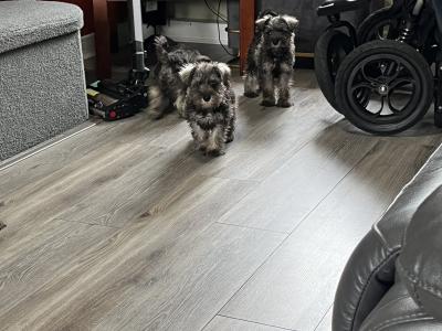 Stunning miniature Schnauzer puppies in Kilkenny 🐶