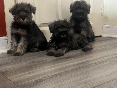 Stunning miniature Schnauzer puppies in Kilkenny 🐶