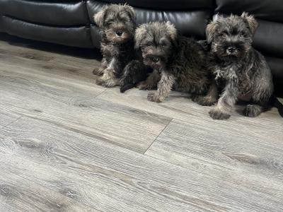Stunning miniature Schnauzer puppies in Kilkenny 🐶