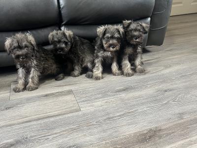 Stunning miniature Schnauzer puppies in Kilkenny 🐶