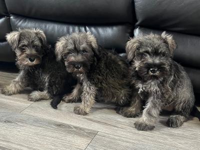 Stunning miniature Schnauzer puppies in Kilkenny 🐶