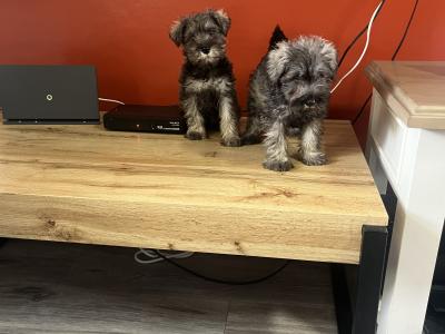 Stunning miniature Schnauzer puppies in Kilkenny 🐶