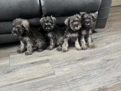Stunning miniature Schnauzer puppies in Kilkenny 🐶