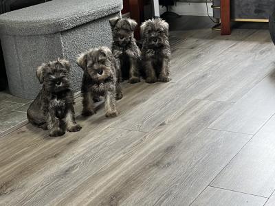 Stunning miniature Schnauzer puppies in Kilkenny 🐶