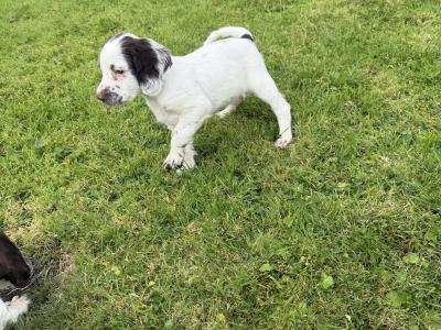 Liver and White purebred Springer Spaniel puppies in Galway