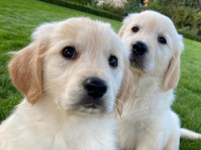 Gorgeous male Golden Retriever puppy in Carlow 🐶