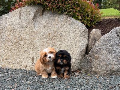 Cava Tzu puppies (Cavalier King Charles x Shih Tzu) in Wicklow