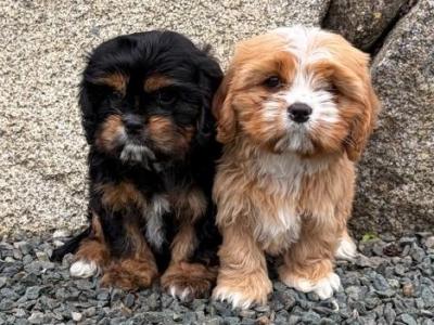 Cava Tzu puppies (Cavalier King Charles x Shih Tzu) in Wicklow