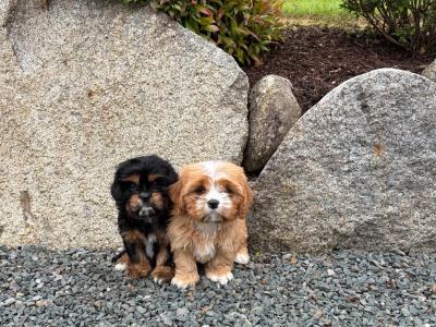 Cava Tzu puppies (Cavalier King Charles x Shih Tzu) in Wicklow