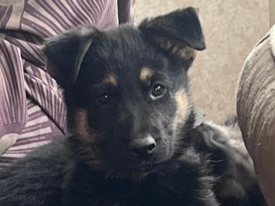 German Shepherd puppies in Cork