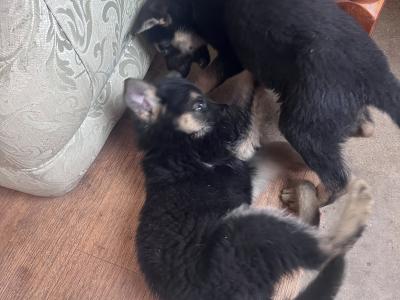 German Shepherd puppies in Cork