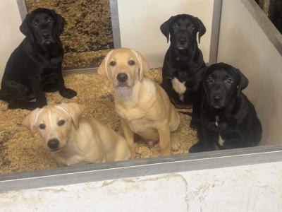 Two Labrador puppies in Clare
