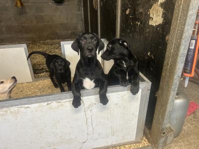 Two Labrador puppies in Clare