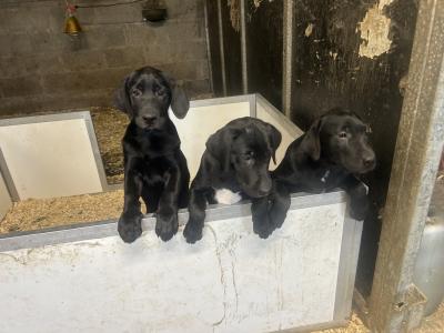 Two Labrador puppies in Clare