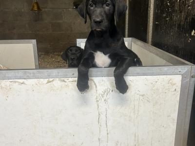 Two Labrador puppies in Clare