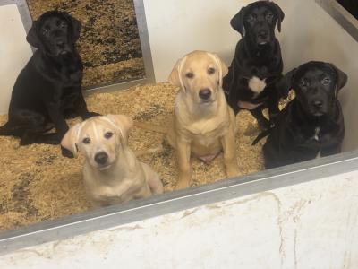 Two Labrador puppies in Clare