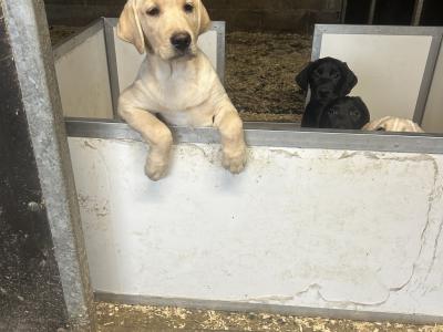 Two Labrador puppies in Clare