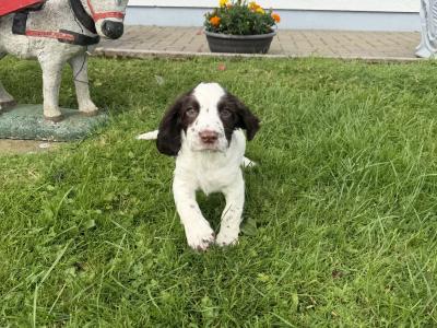 Liver and White purebred Springer Spaniel puppies in Galway