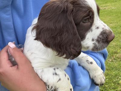 Liver and White purebred Springer Spaniel puppies in Galway