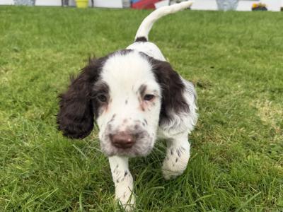 Liver and White purebred Springer Spaniel puppies in Galway