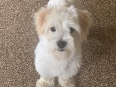 Coton de Tulear x Cavalier King Charles puppies in Kildare