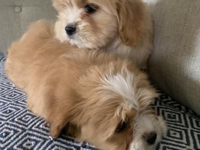 Coton de Tulear x Cavalier King Charles puppies in Kildare