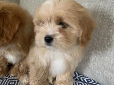 Coton de Tulear x Cavalier King Charles puppies in Kildare