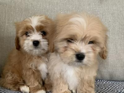 Coton de Tulear x Cavalier King Charles puppies in Kildare