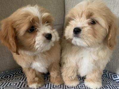 Coton de Tulear x Cavalier King Charles puppies in Kildare