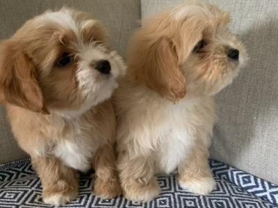Coton de Tulear x Cavalier King Charles puppies in Kildare