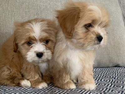 Coton de Tulear x Cavalier King Charles puppies in Kildare