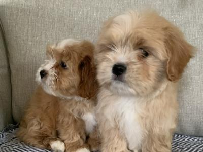 Coton de Tulear x Cavalier King Charles puppies in Kildare