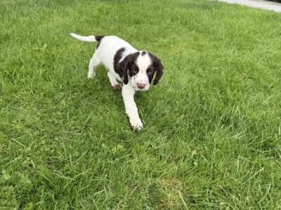 Liver and White purebred Springer Spaniel puppies in Galway