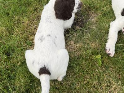 Liver and White purebred Springer Spaniel puppies in Galway