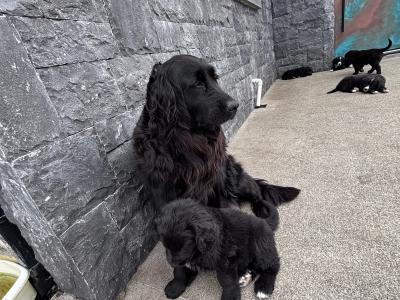 Golden Mountain Dog puppies in Galway