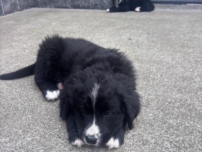 Golden Mountain Dog puppies in Galway