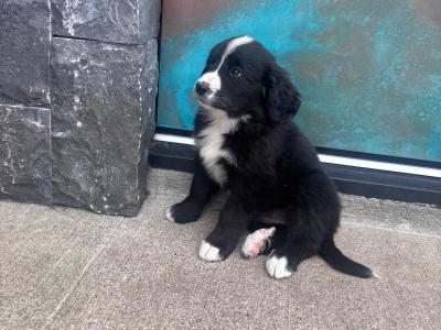 Golden Mountain Dog puppies in Galway