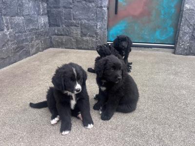 Golden Mountain Dog puppies in Galway
